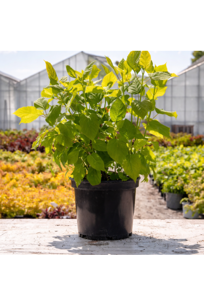 Гортензия древовидная Стенд Ап Пинк купить п9, 0,5л p9